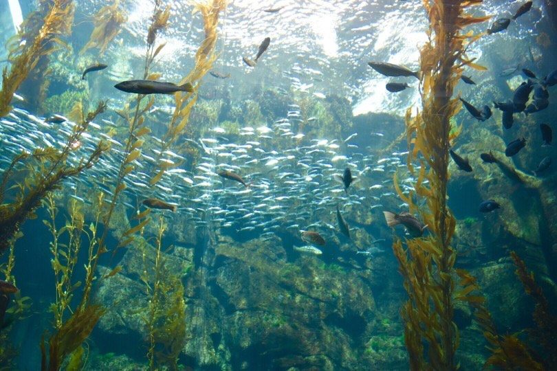 3 reasons why we love fermented sea kelp